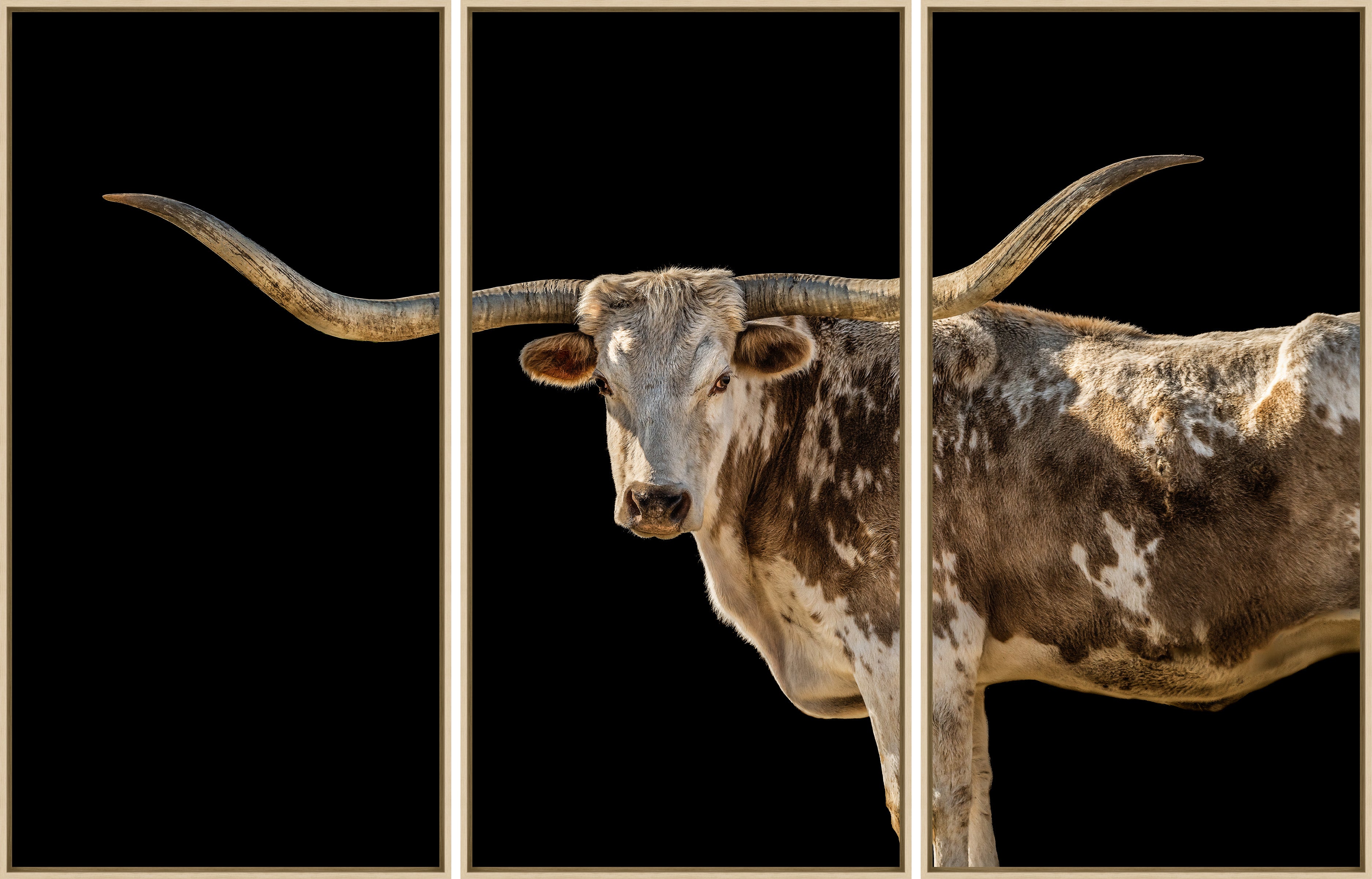 Longhorn art with black background, 3 pieces - Your Western Decor