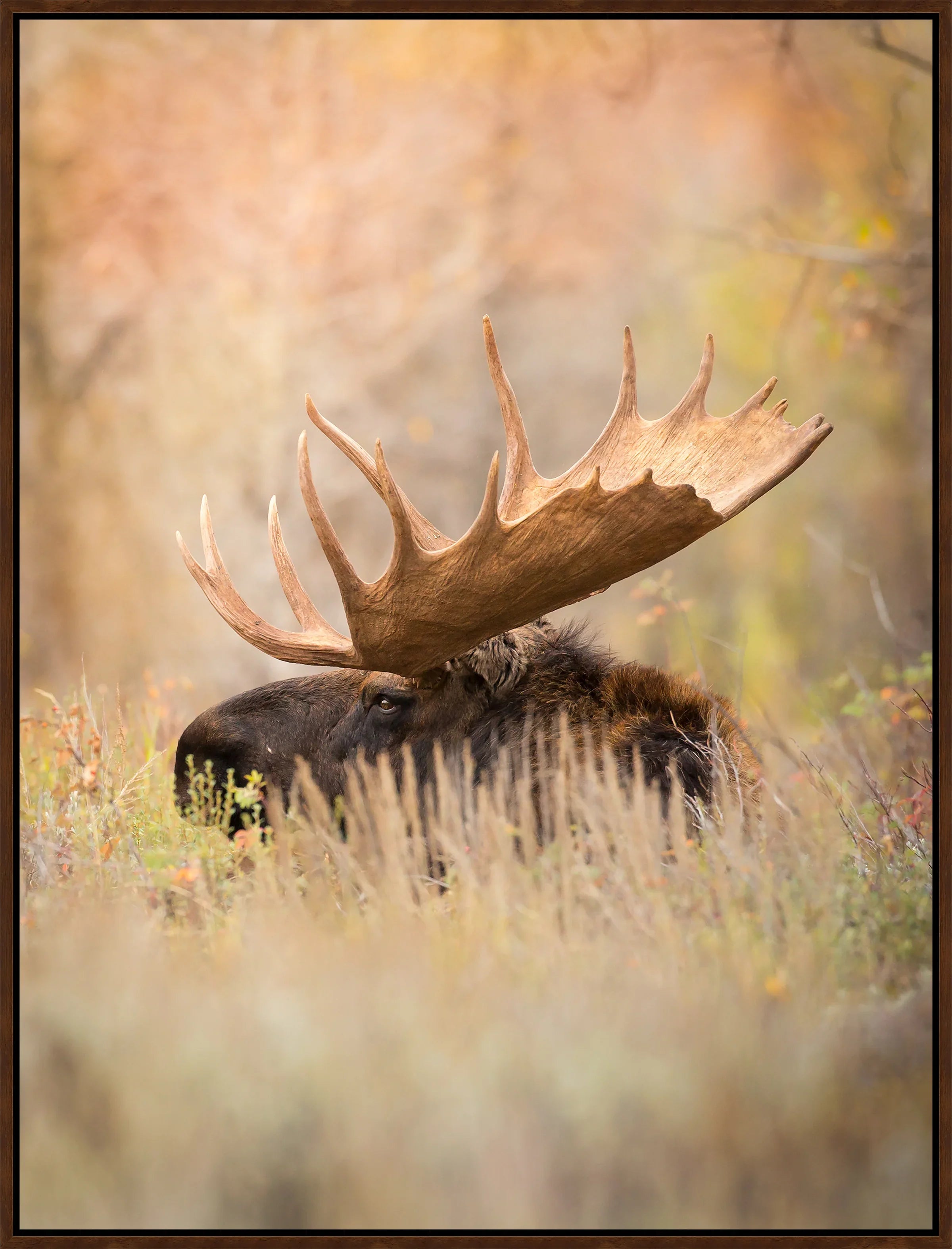 The General - Bull Moose Art - Your Western Decor