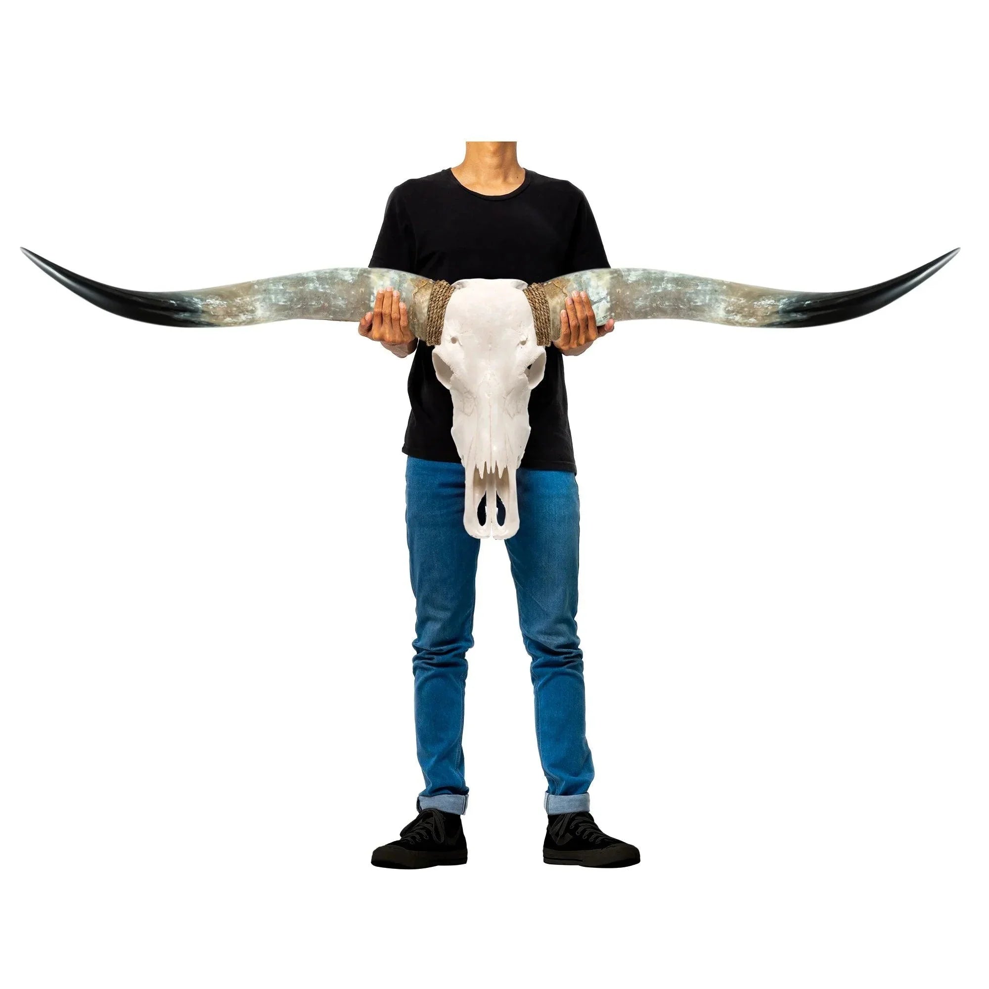 Classic White Longhorn Skull - Your Western Decor