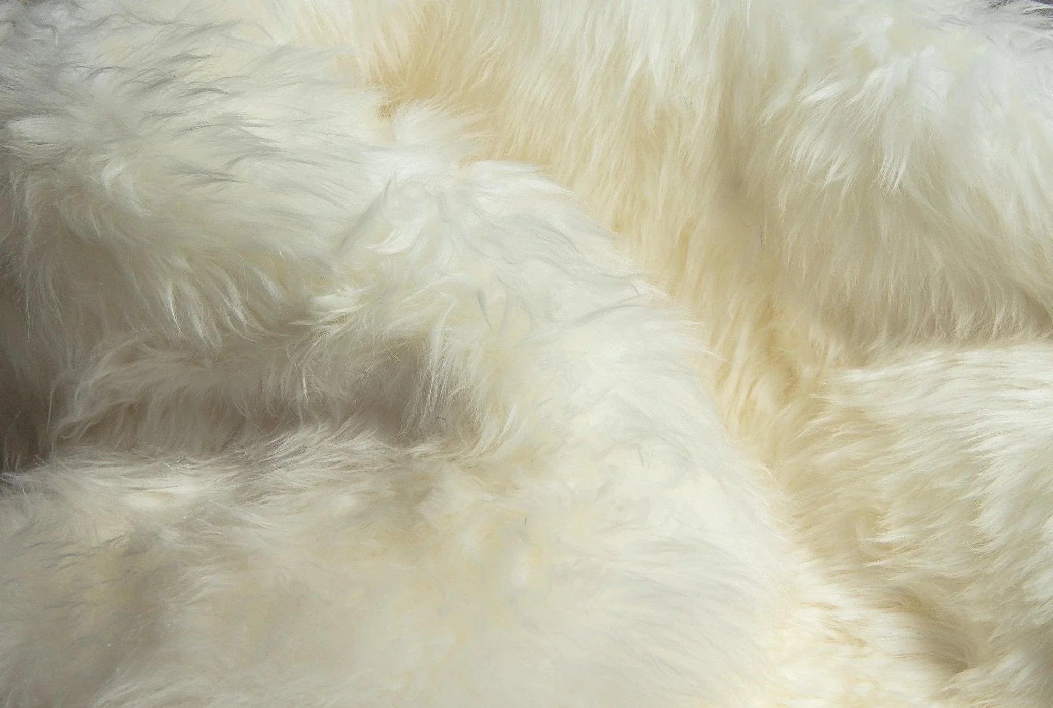 New Zealand Sheepskin Wool Accent Rug Pile. Your Western Decor