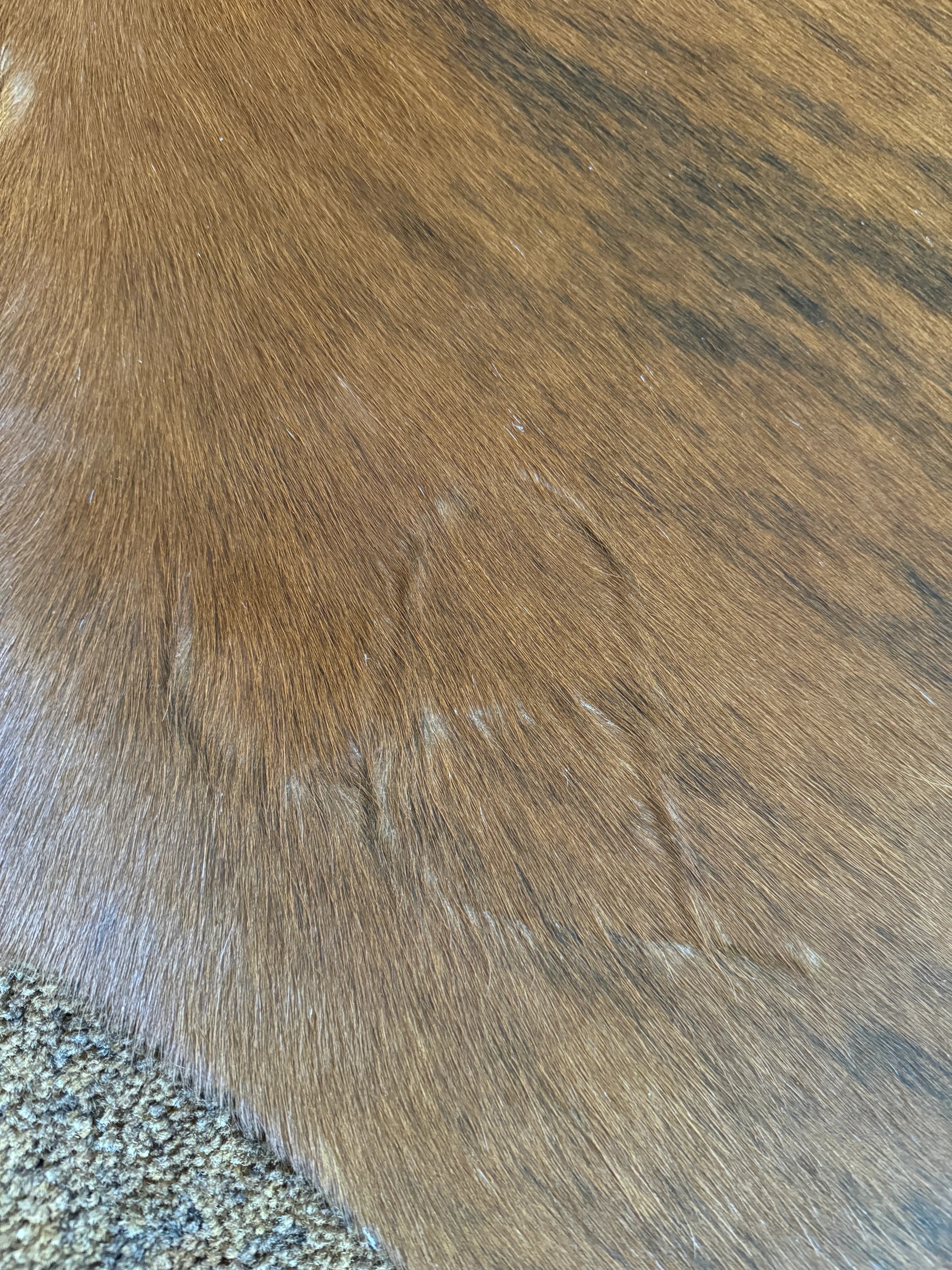 Brazilian brown/red brindle cowhide rug - Your Western Decor