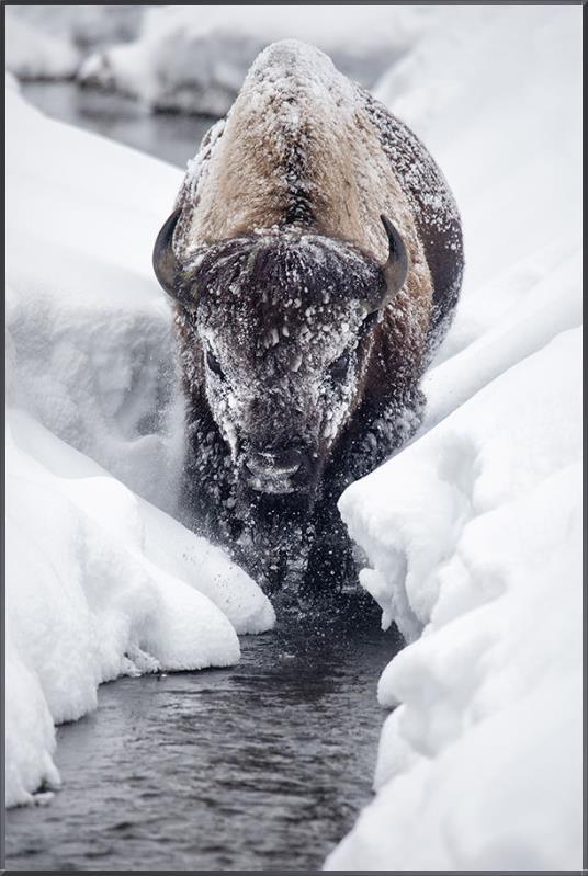 Artwork Bison walking through a snowy landscape with a stream - Your Western Decor