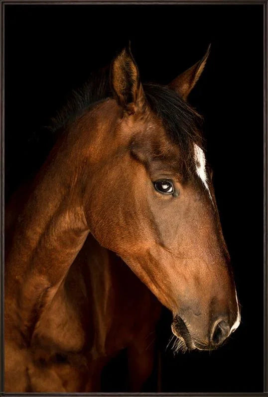 Pondering brown horse on black background - framed canvas horse art - Your Western Decor