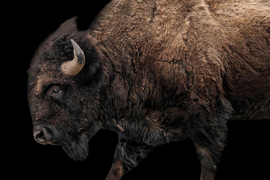 American made art - Unframed American Bison Art on black background - Your Western decor