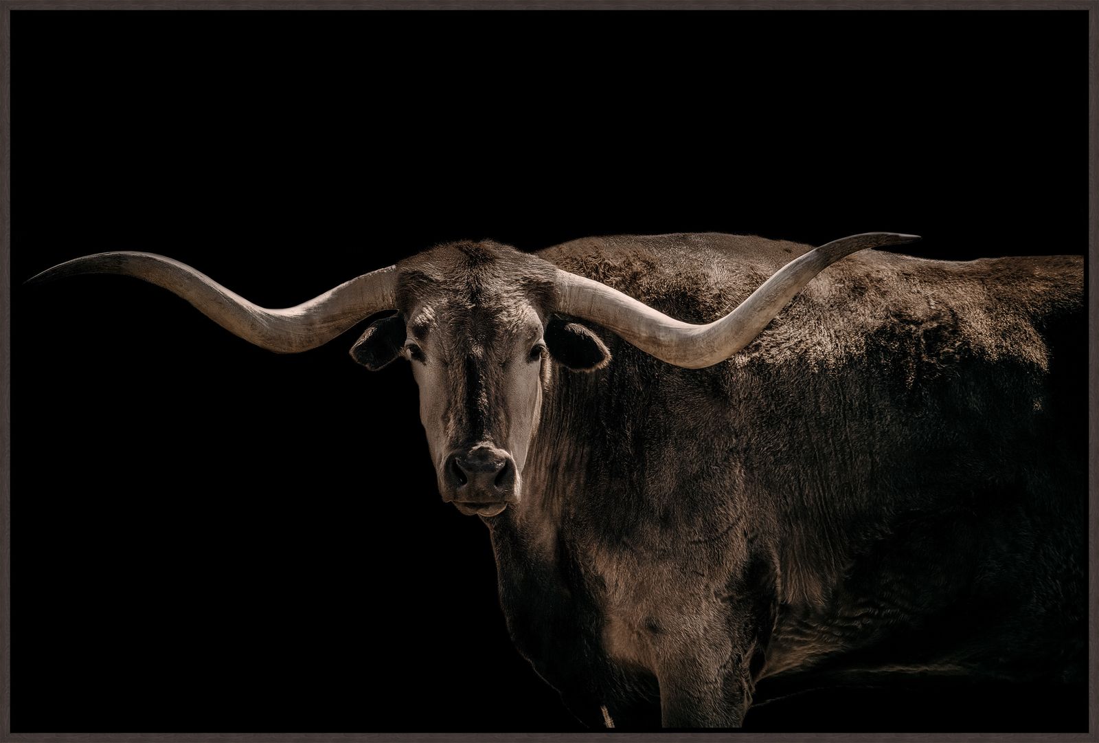 Longhorn cow art with large horns on a black background - Your Western Decor