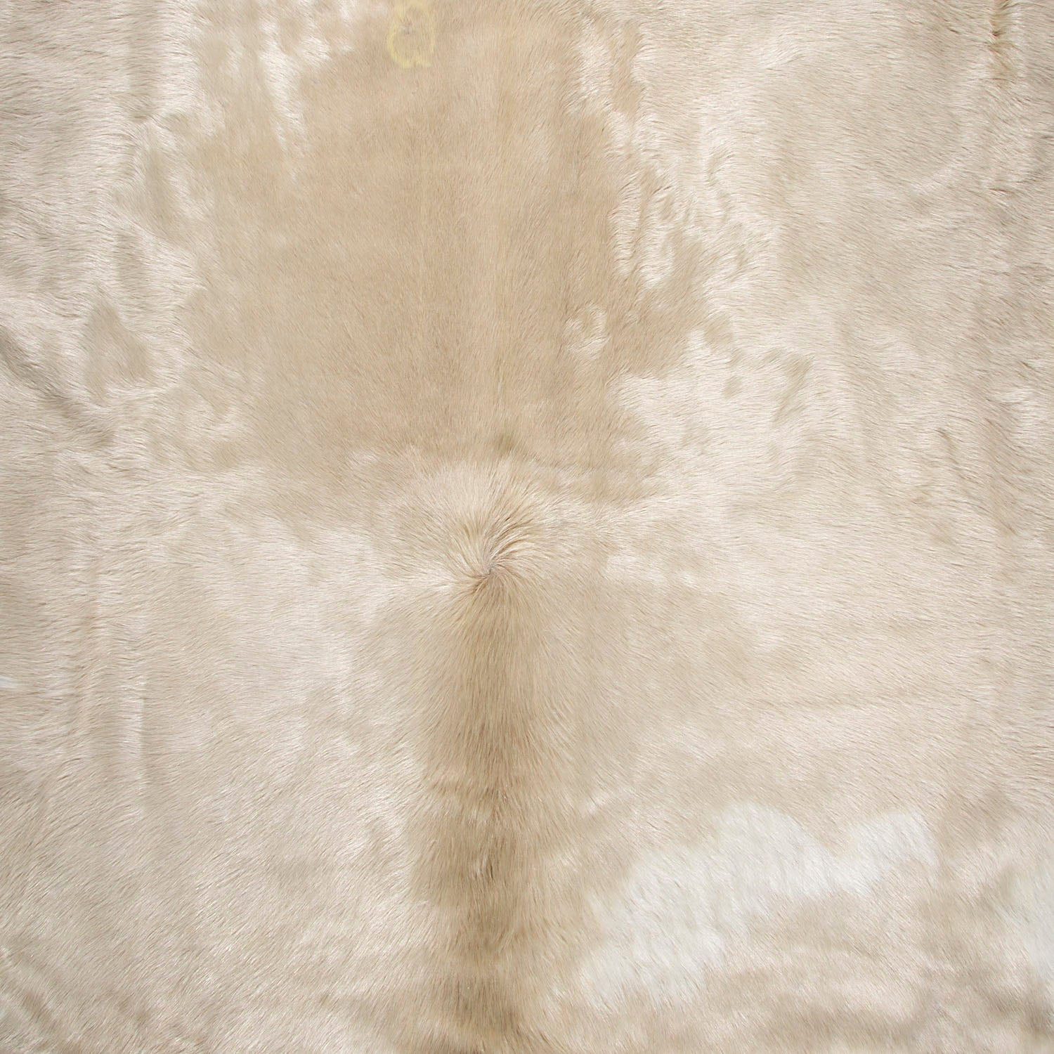Ivory champagne cowhide sample