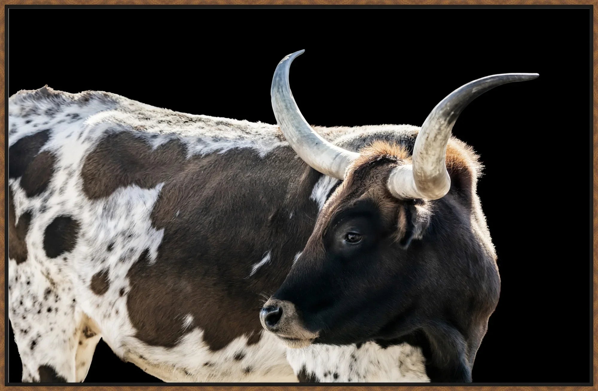 longhorn-canvas-art-your-western-decor