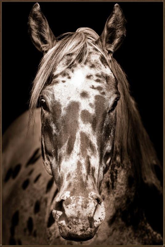 A close-up sepia-toned portrait of a horse's head and neck against a dark background, framed by a thin brown border.