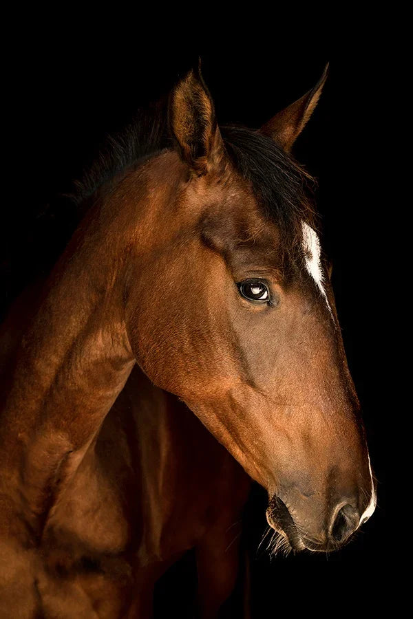 Pondering brown horse on black background - unframed canvas horse art - Your Western Decor