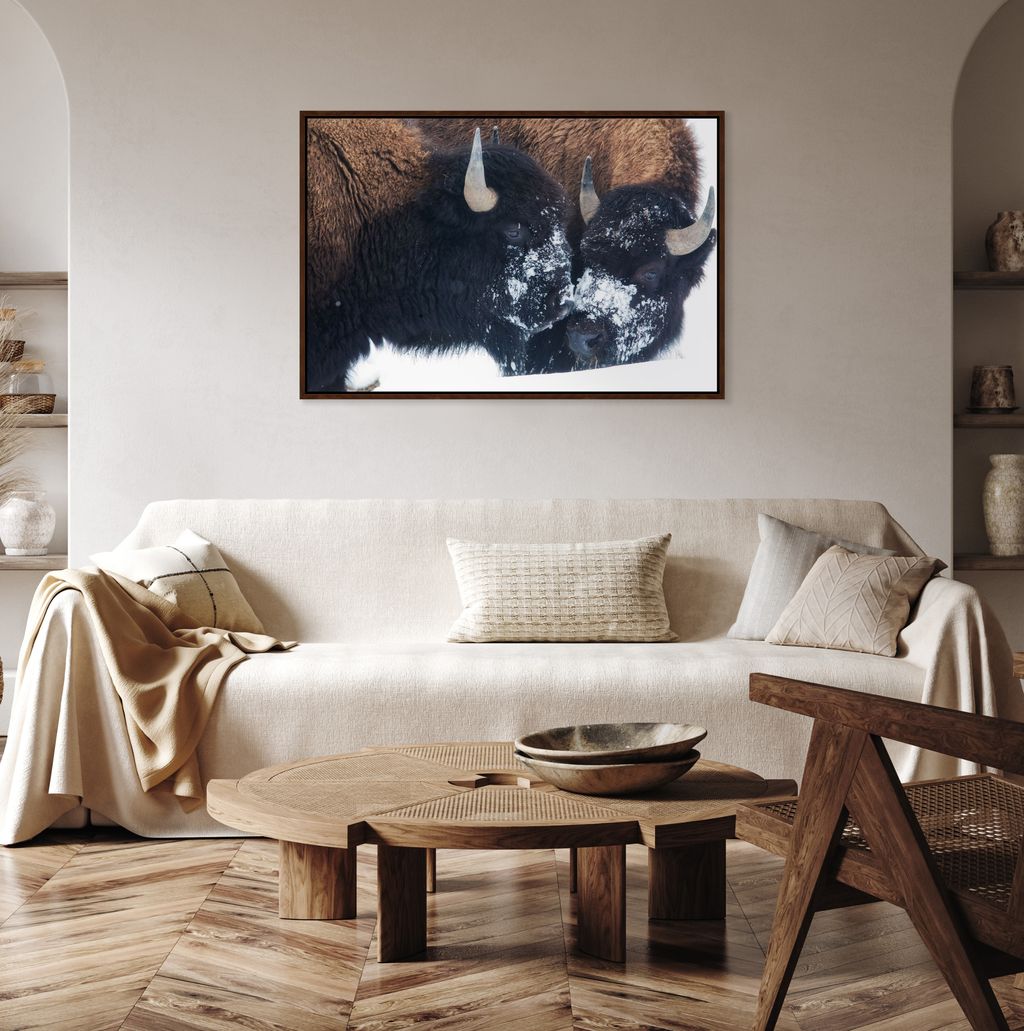 Snow-Kissed Buffalo canvas wall art featuring two bison standing in a snowy landscape, framed western wildlife artwork for ranch and lodge décor shown in modern living room