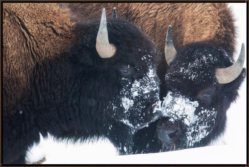 Snow-Kissed Buffalo canvas wall art featuring two bison standing in a snowy landscape, framed western wildlife artwork for ranch and lodge décor