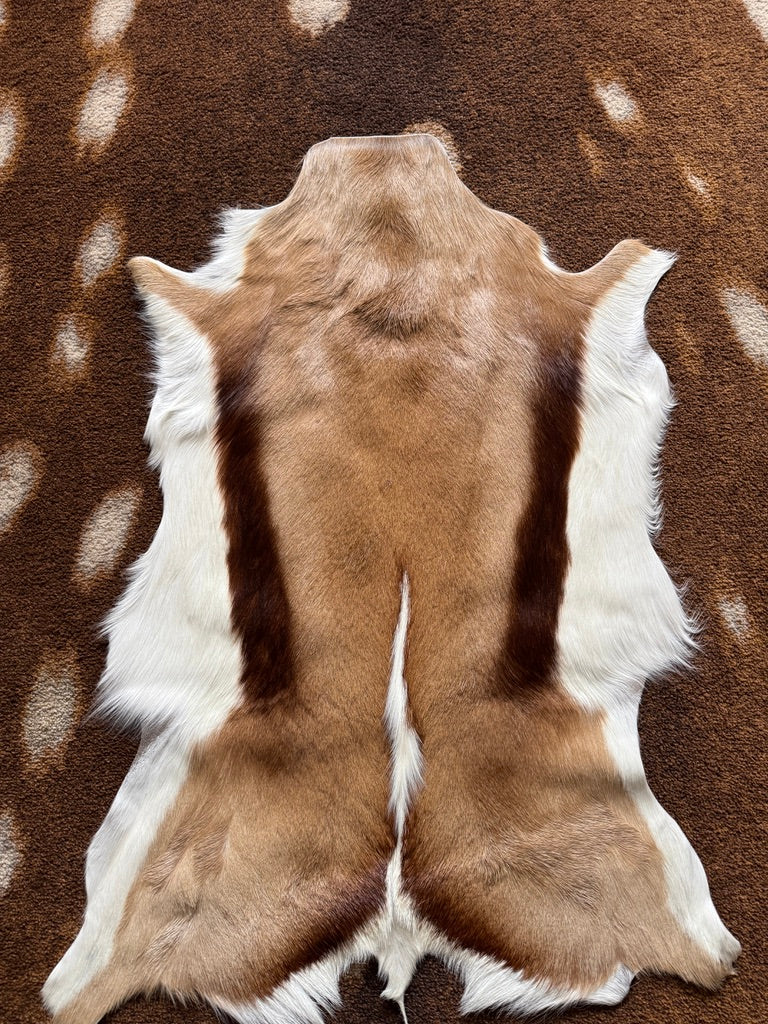 Authentic Springbok Deer Hide - Your Western Decor