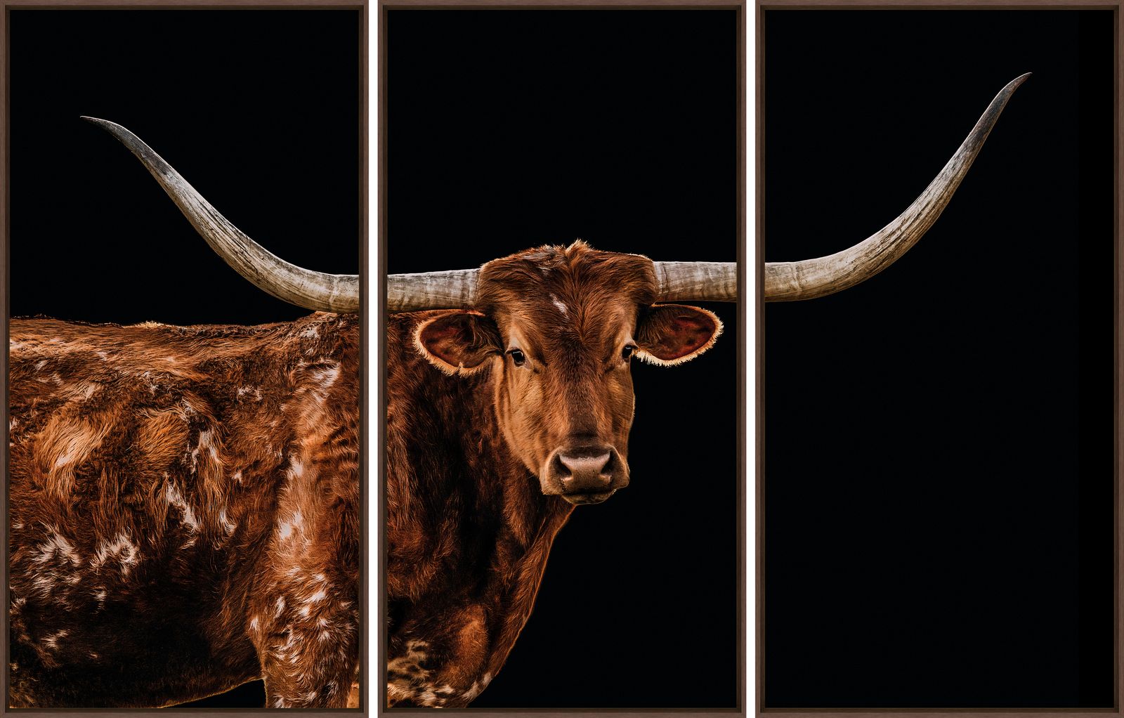 Triptych of a longhorn bull with large horns on a black background - Your Western Decor