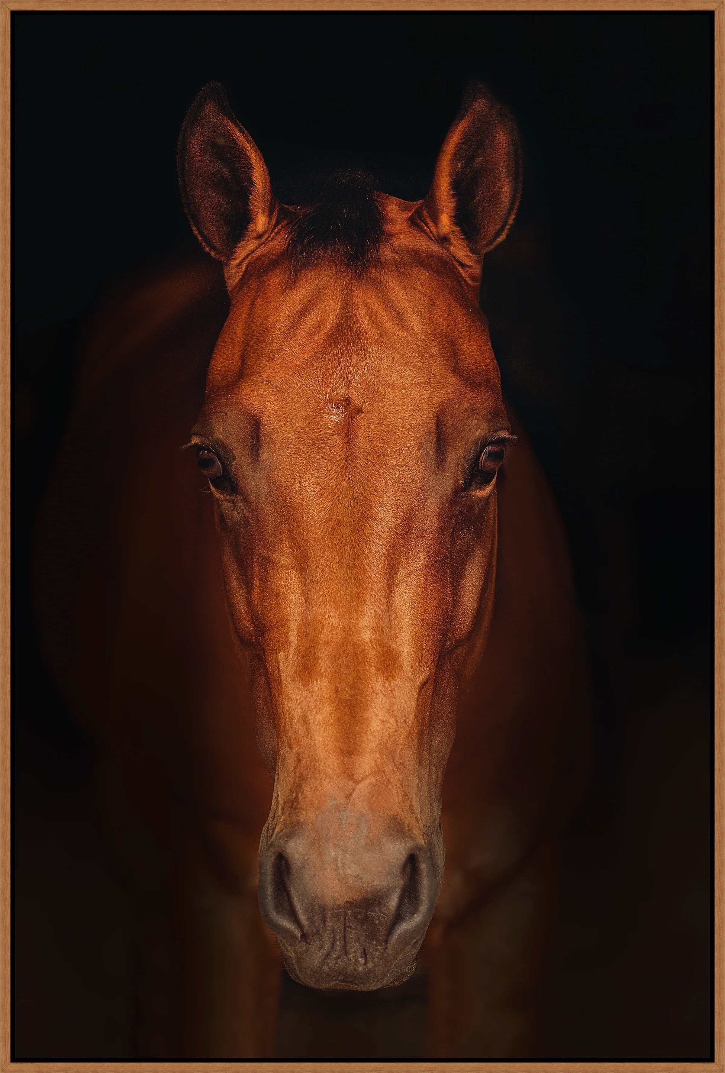 Through the Dark - Framed Canvas Horse Art - Your Western Decor