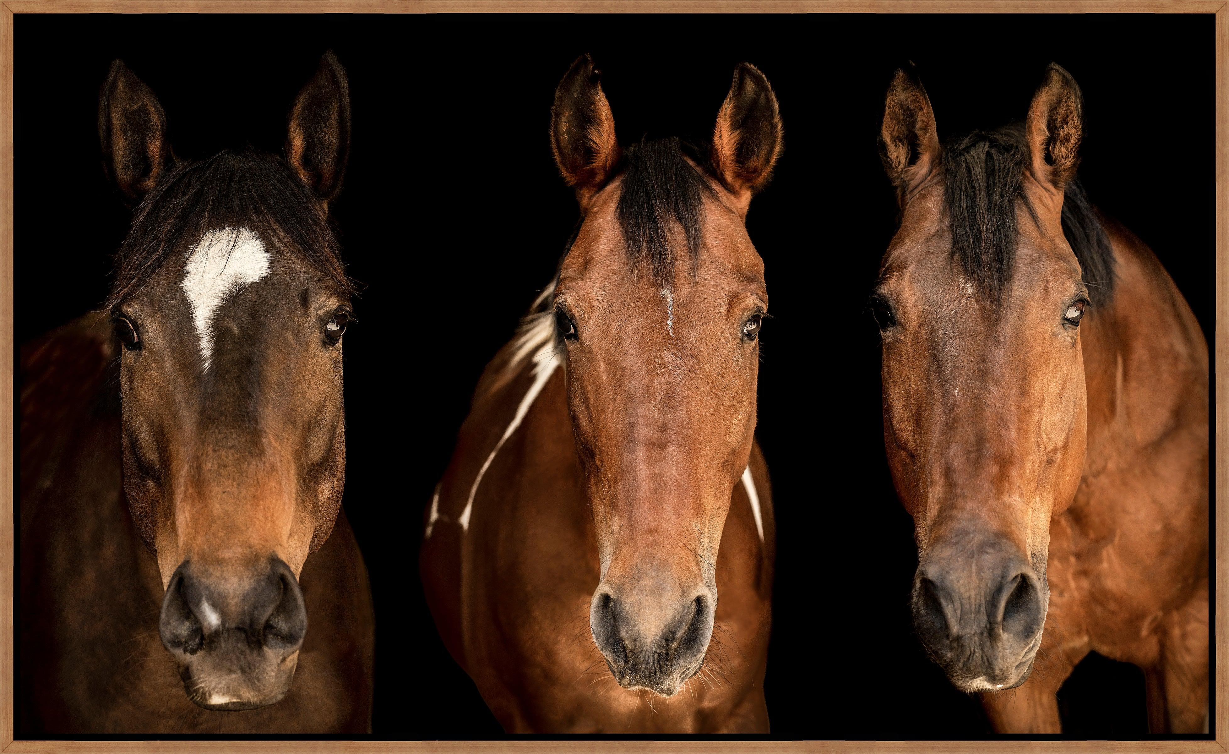 Three horses' faces side by side canvas art against a black background - Your Western Decor