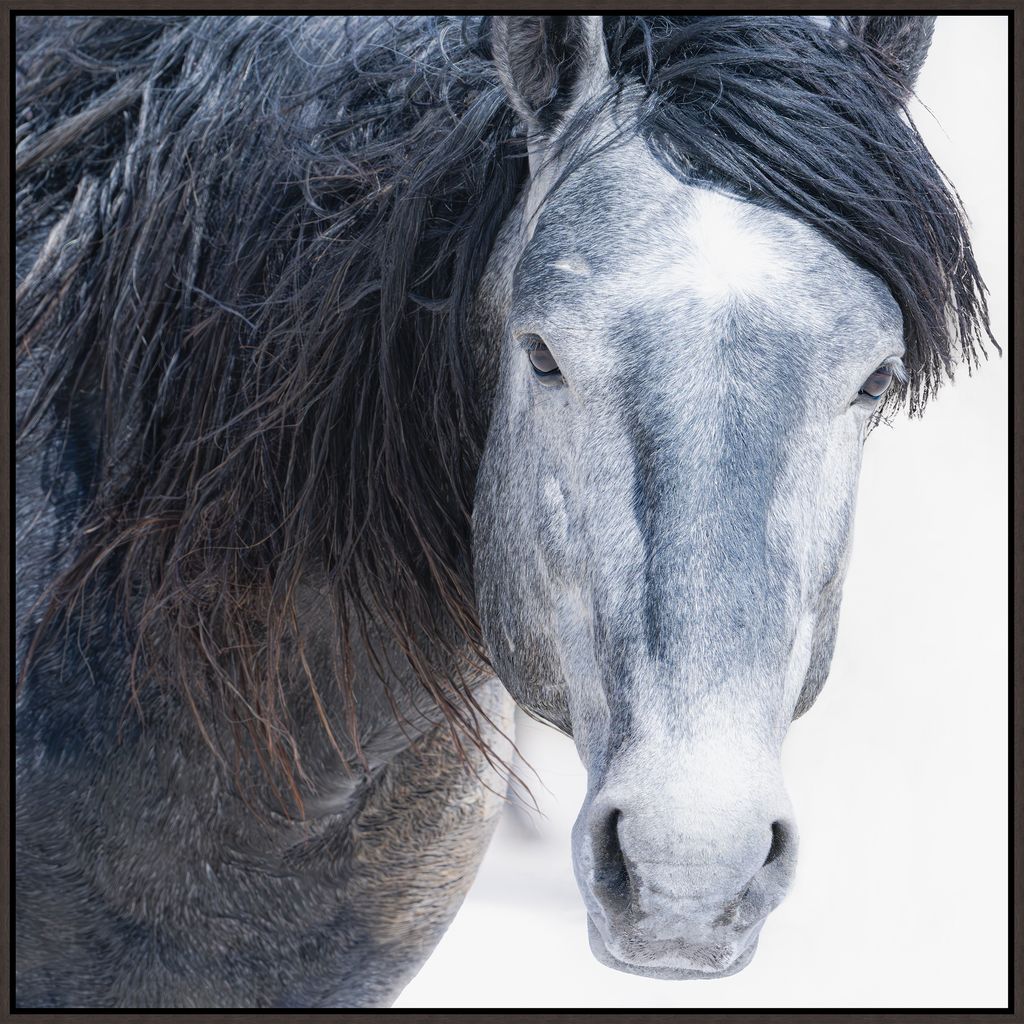 Wild Grey canvas horse art framed in black wood frame, made in the USA - Your Western Decor