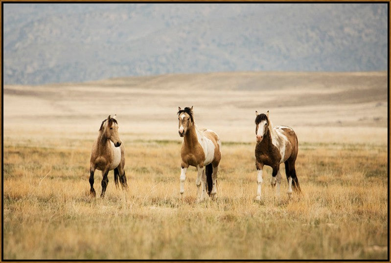 Wild plains canvas horse art with brown woodgrain frame
