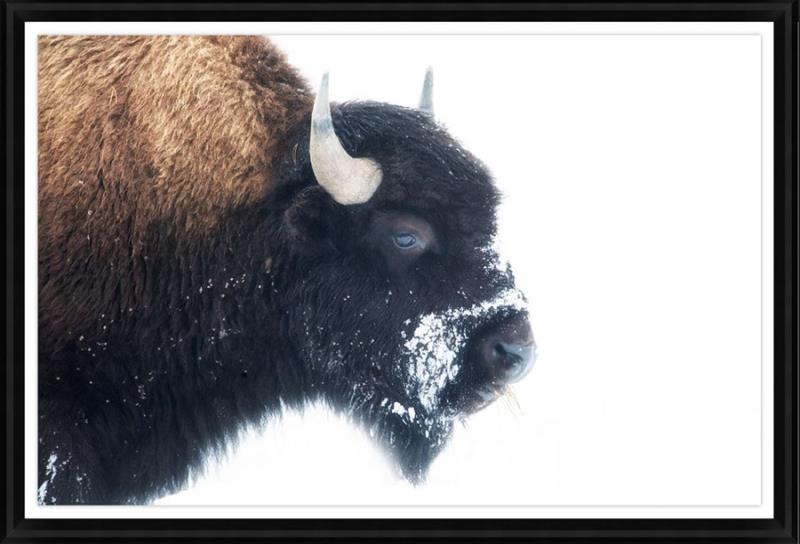 Winter Sentinel buffalo framed wall art under glass featuring a lone bison in winter landscape with matte black keystone frame for western lodge décor
