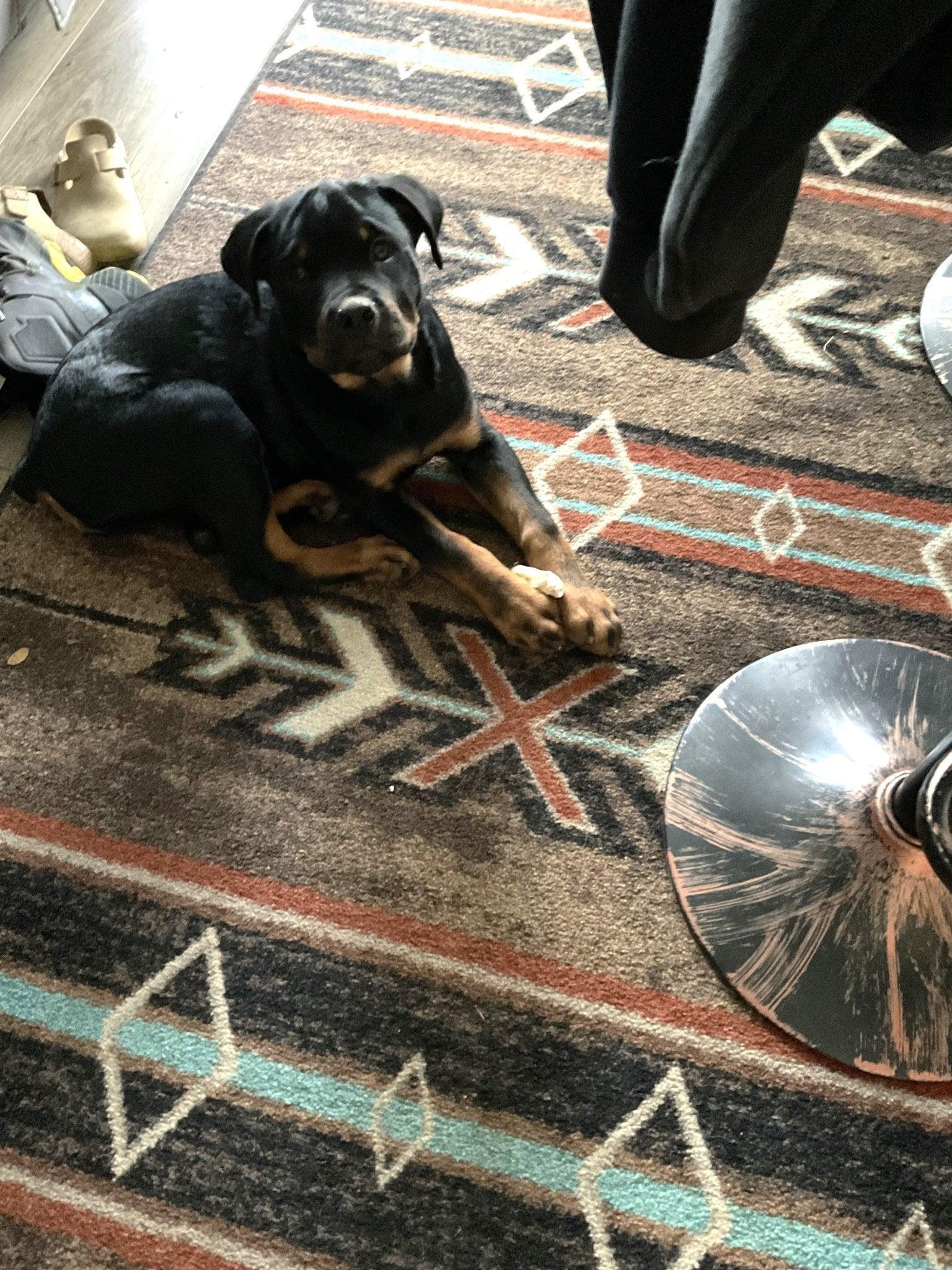 Rottweiler Stax laying on X's and Diamonds Entry Rug - Your Western Decor