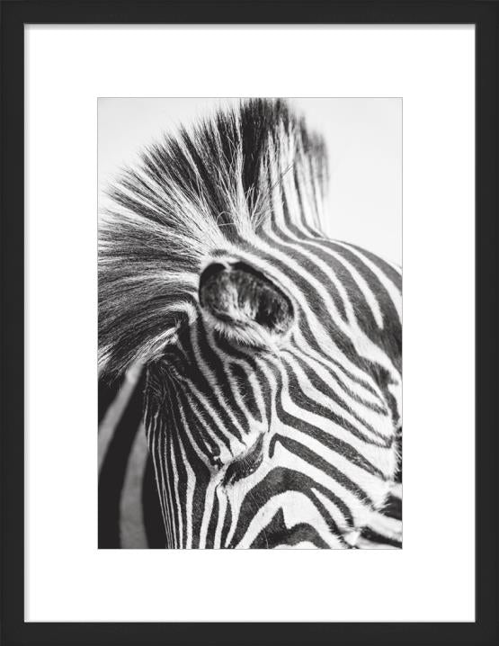 Framed black and white photograph of a zebra's head - Your Western Decor