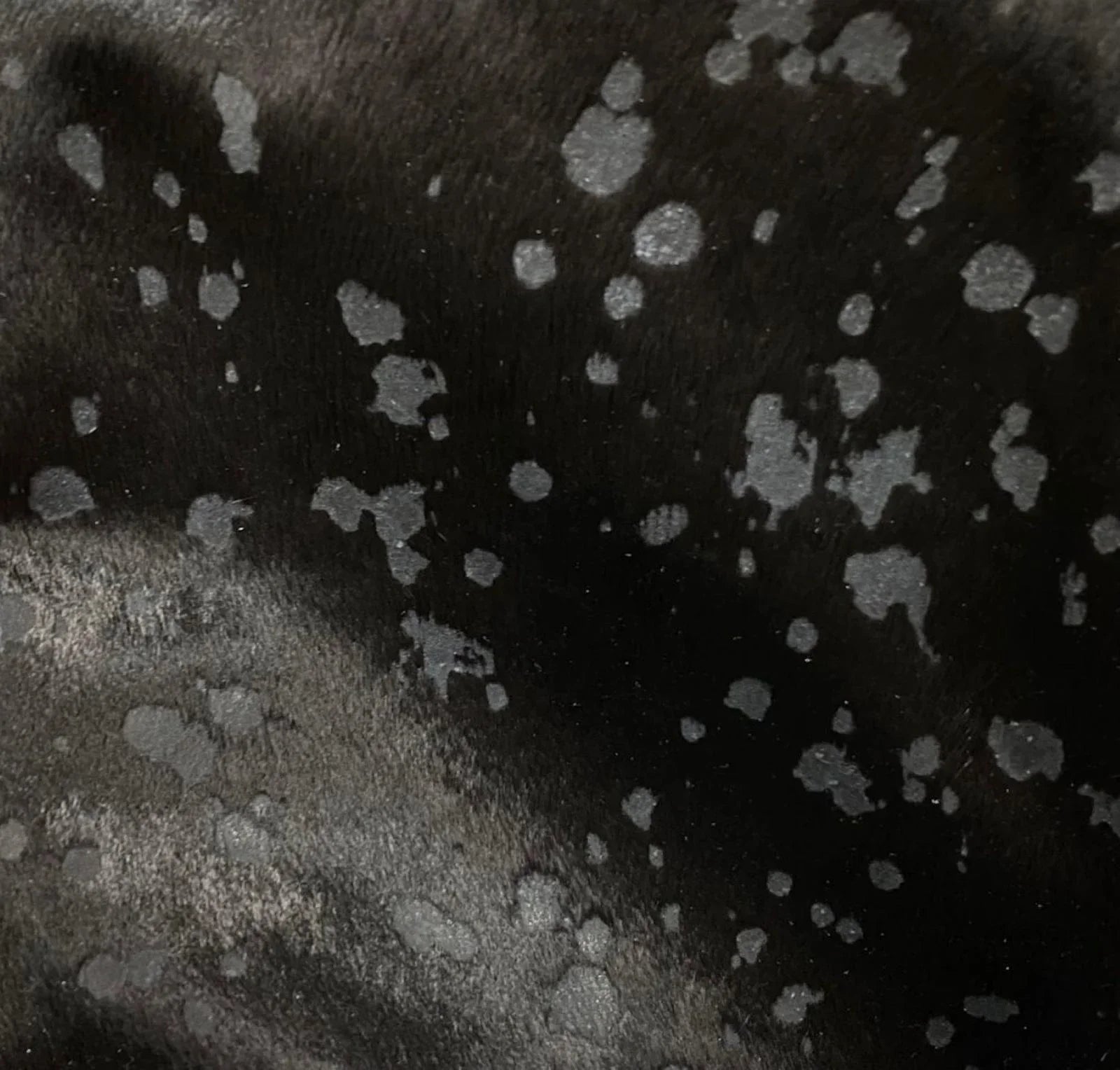 Acid Washed Black on Black Cowhide - Cowhide upholstery - Your Western Decor Design Studio