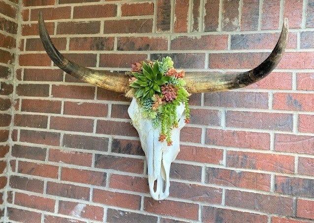 Bar 41 Longhorn Skull Mount w/ Succulent Arrangement - Your Western Decor & Design