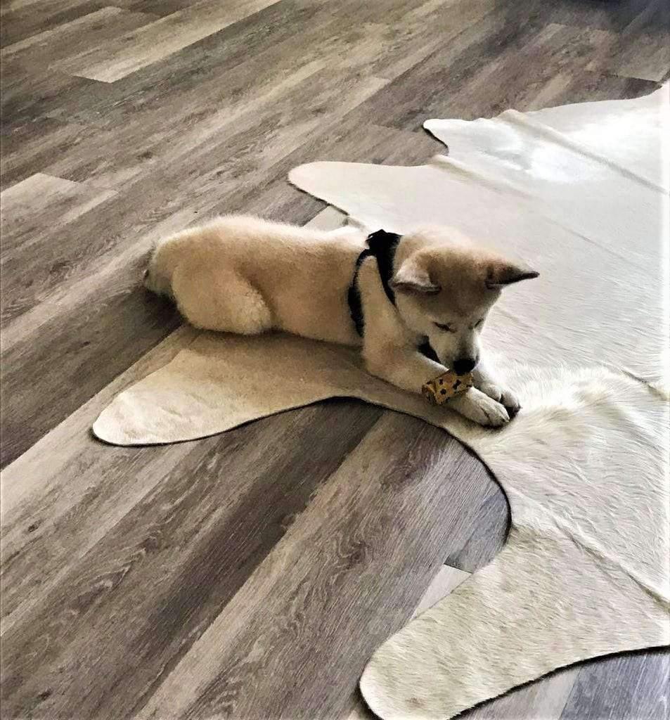 Premium champagne Brazilian cowhide rug - Your Western Decor