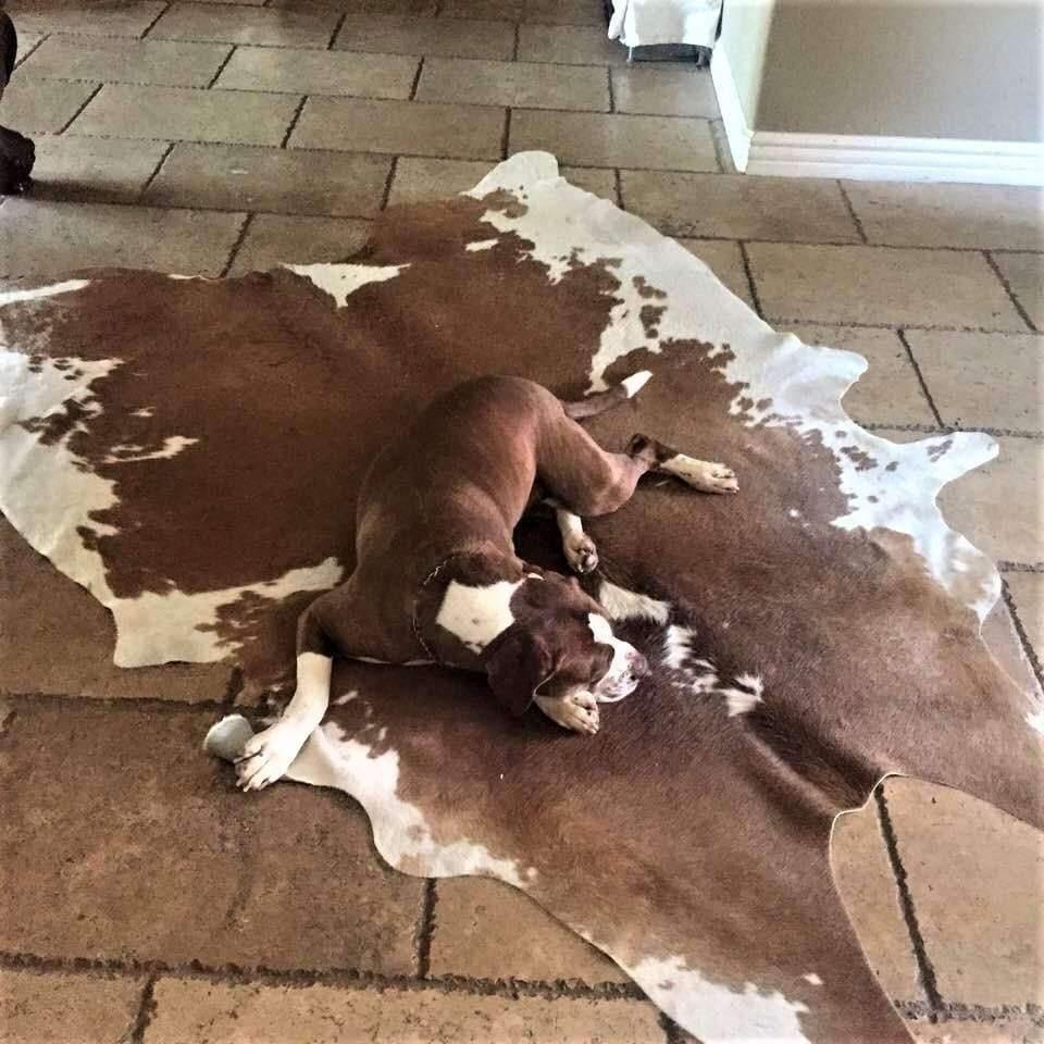 Brazilian Cowhide Rug - Brown & White - Your Western Decor, LLC