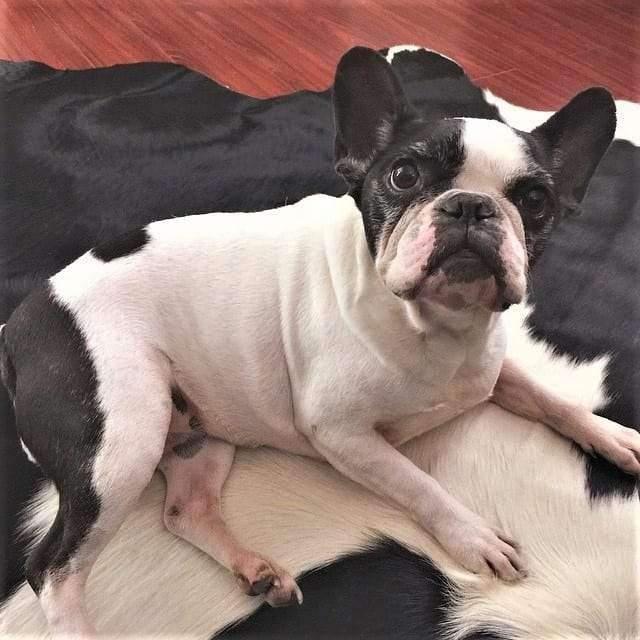 Brazilian Black and White Cowhide Rug - Your Western Decor, LLC