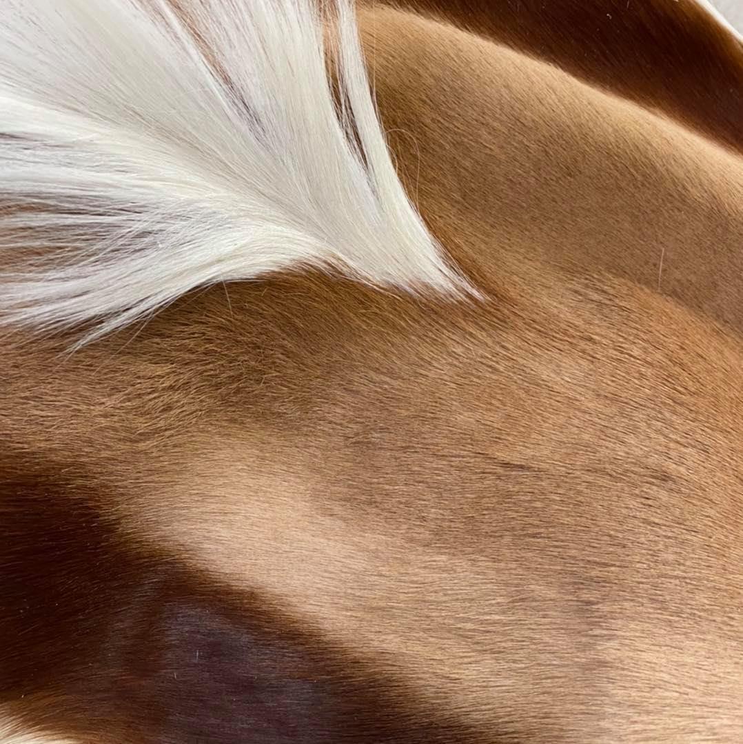 Authentic Springbok Deer Hide - Your Western Decor