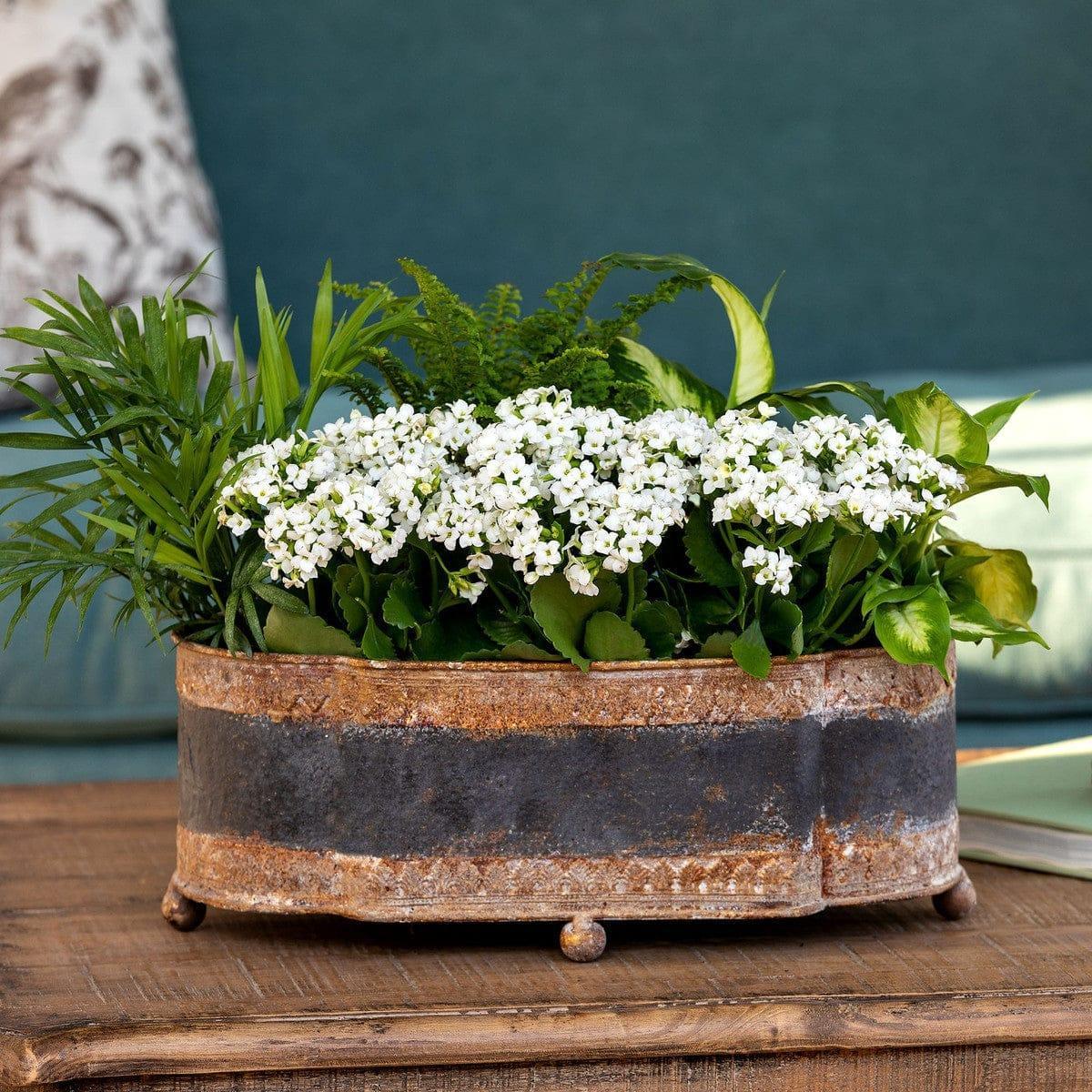 Weathered Oval Iron Planter - Your Western Decor