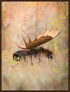 The General - Bull Moose Art - Your Western Decor