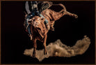 Rodeo rider on a bucking bull with dust in the air against a dark background - Your Western Decor art