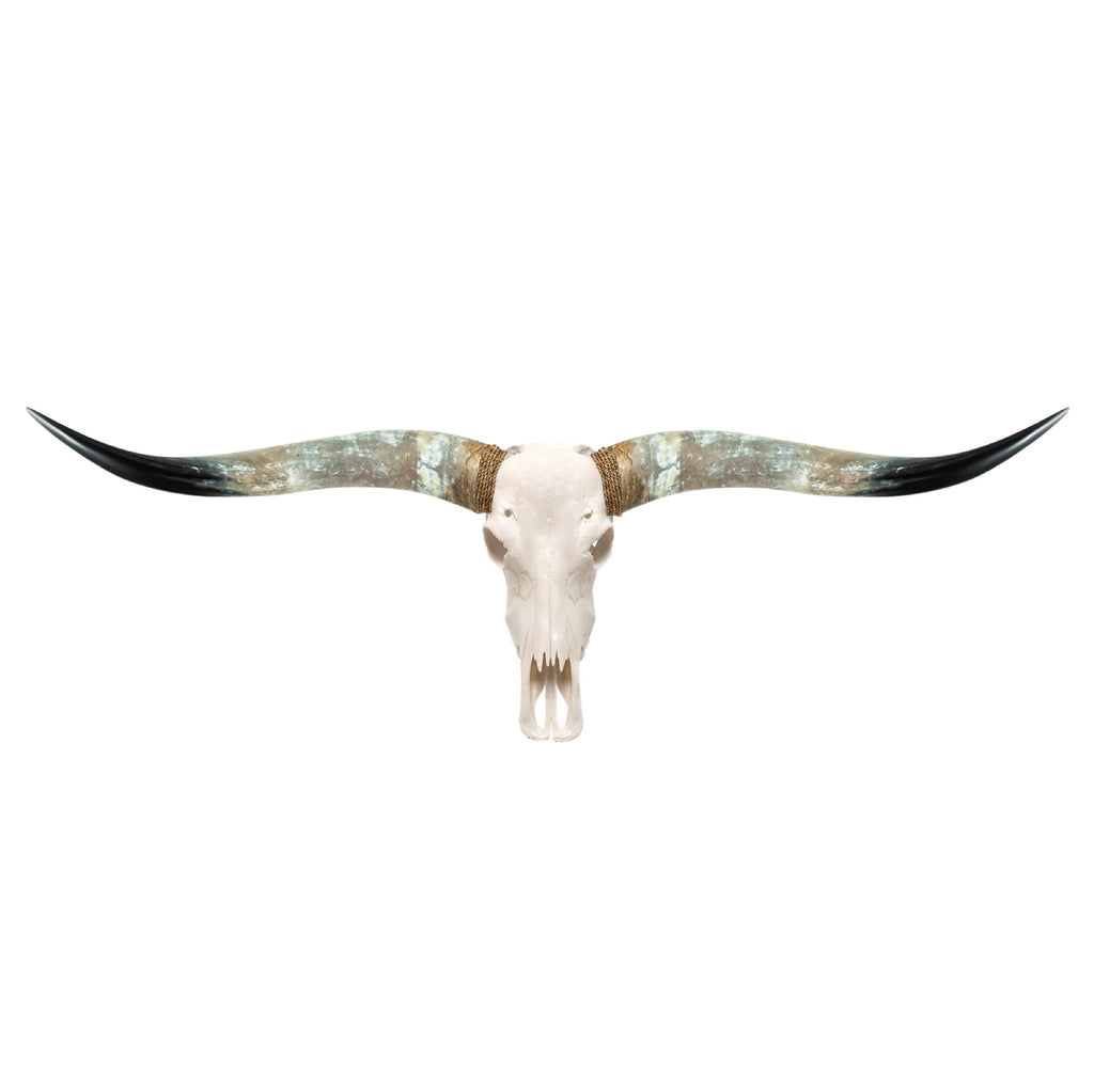 Classic White Longhorn Skull - Your Western Decor