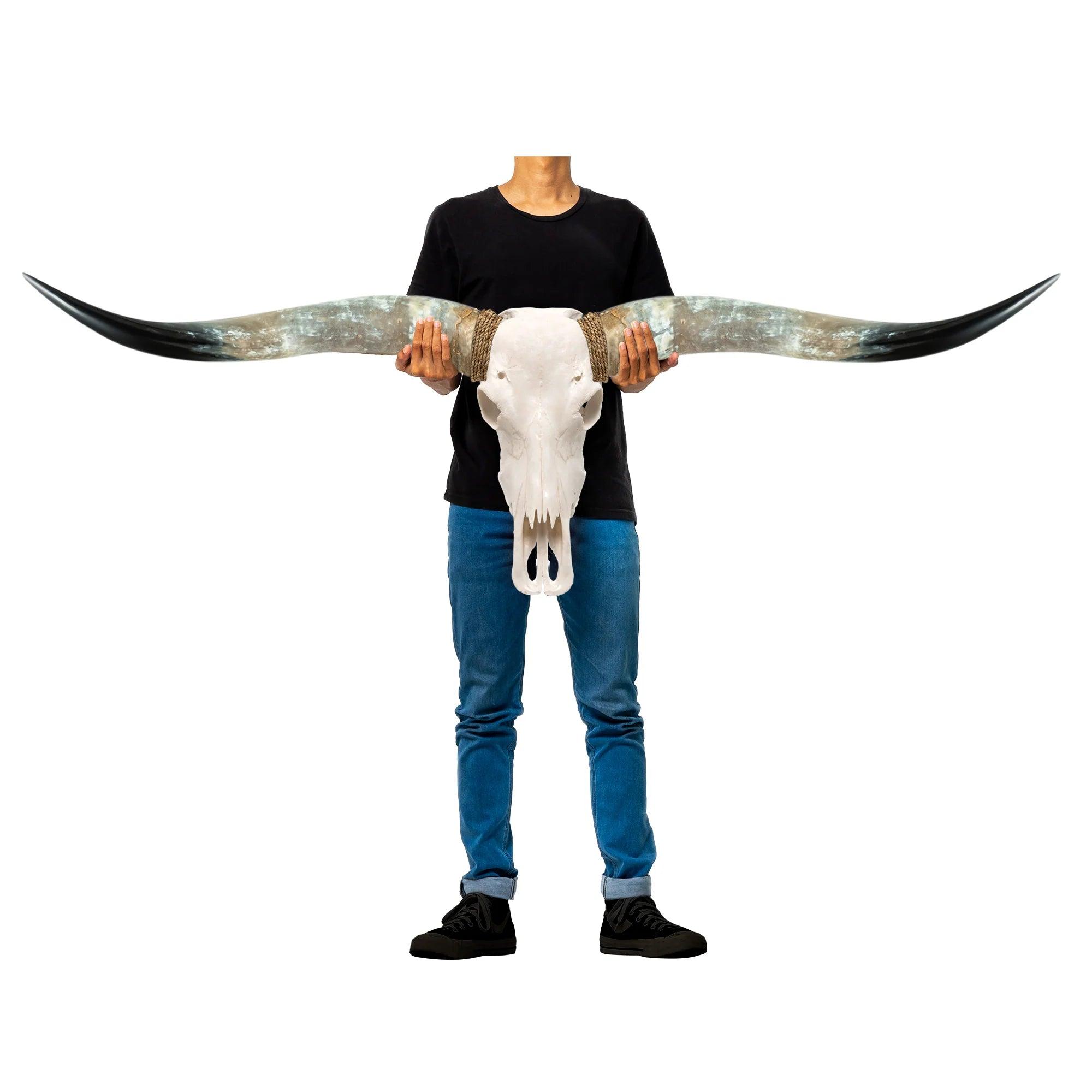 Classic White Longhorn Skull - Your Western Decor