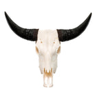 Classic White Steer Skull - Your Western Decor