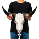 Classic White Steer Skull - Your Western Decor