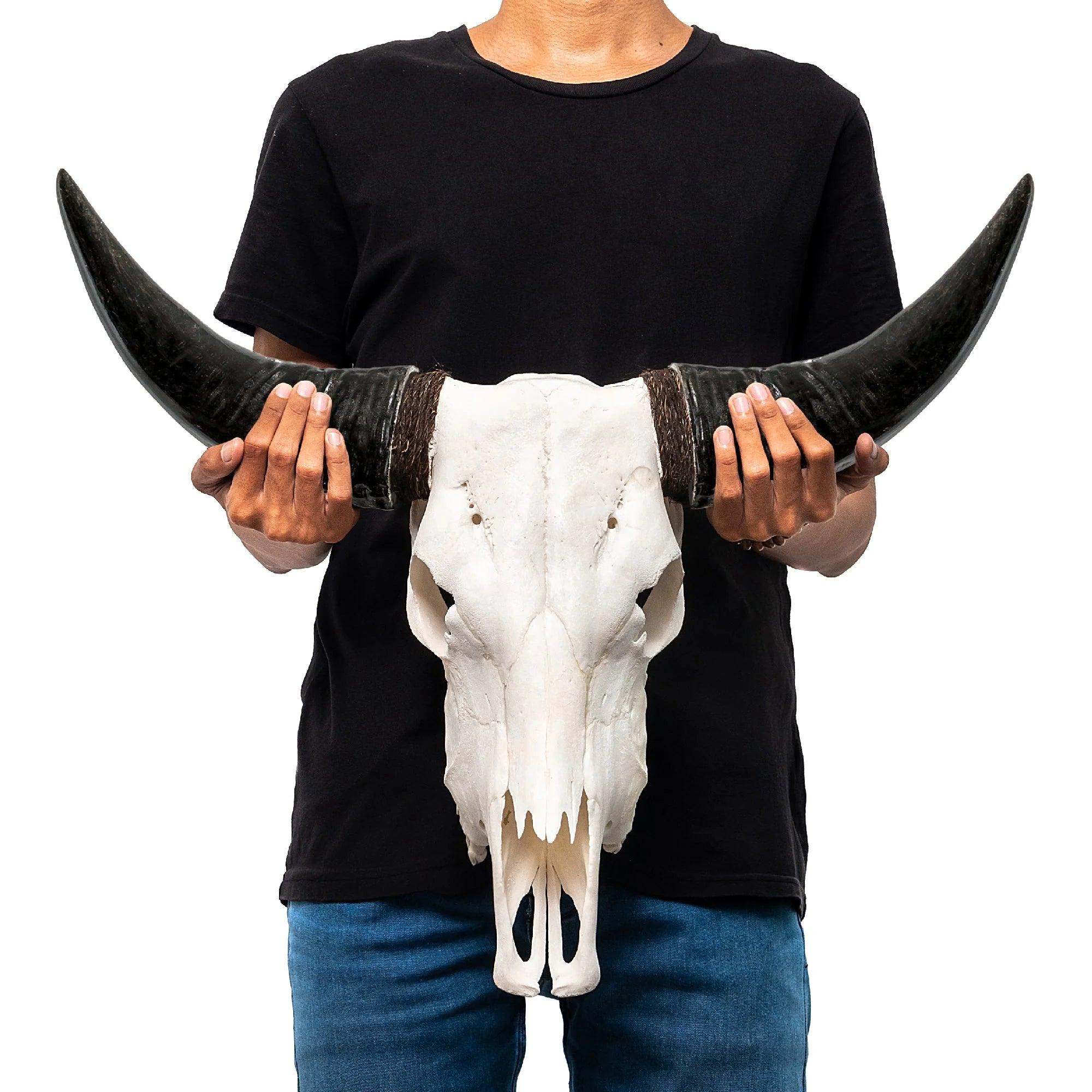 Classic White Steer Skull - Your Western Decor