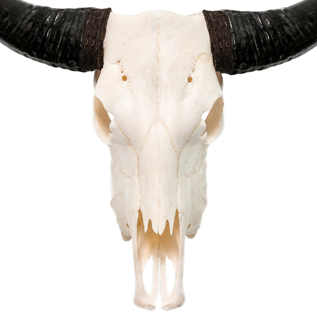 Classic White Steer Skull - Your Western Decor