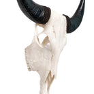 Classic White Steer Skull - Your Western Decor