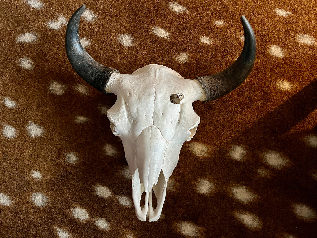 Authentic North American Bison Skull - Your Western Decor