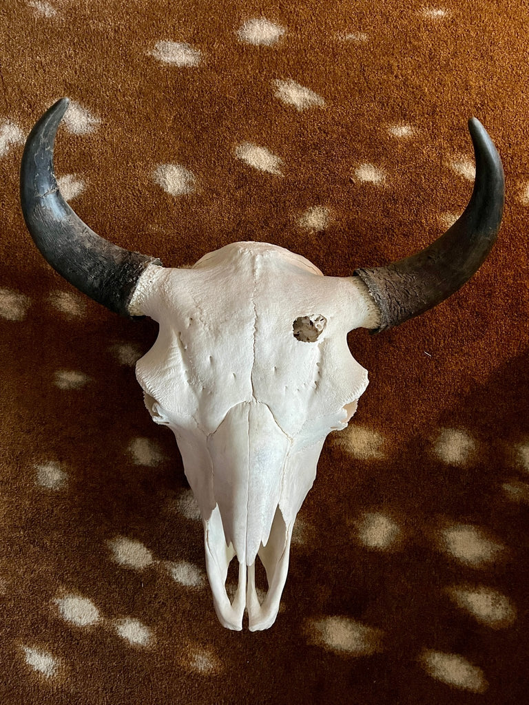 Genuine Bison Skull - Your Western Decor