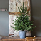 Lighted Porch Fir Tree | Your Western Decorating