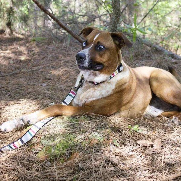 Pendleton National Parks Leash Collar Your Western Decor