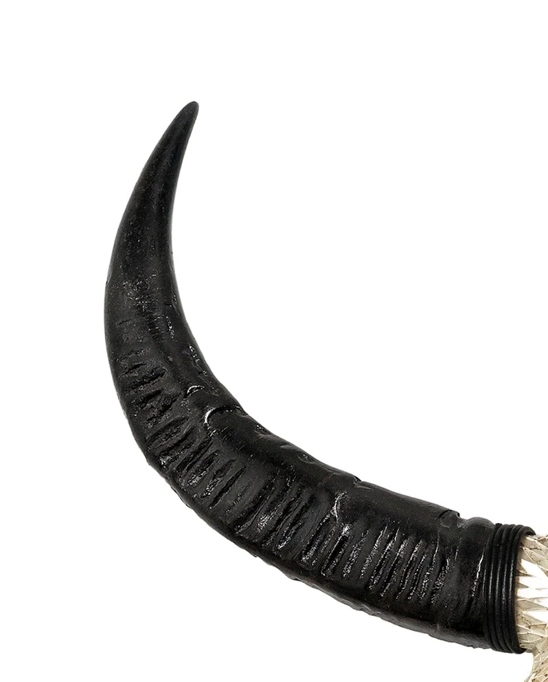 Standard Buffalo Horns - Your Western Decor