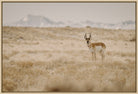 Lone Antelope standing in desert landscape against a mountain backdrop - American made canvas art -Your Western Decor