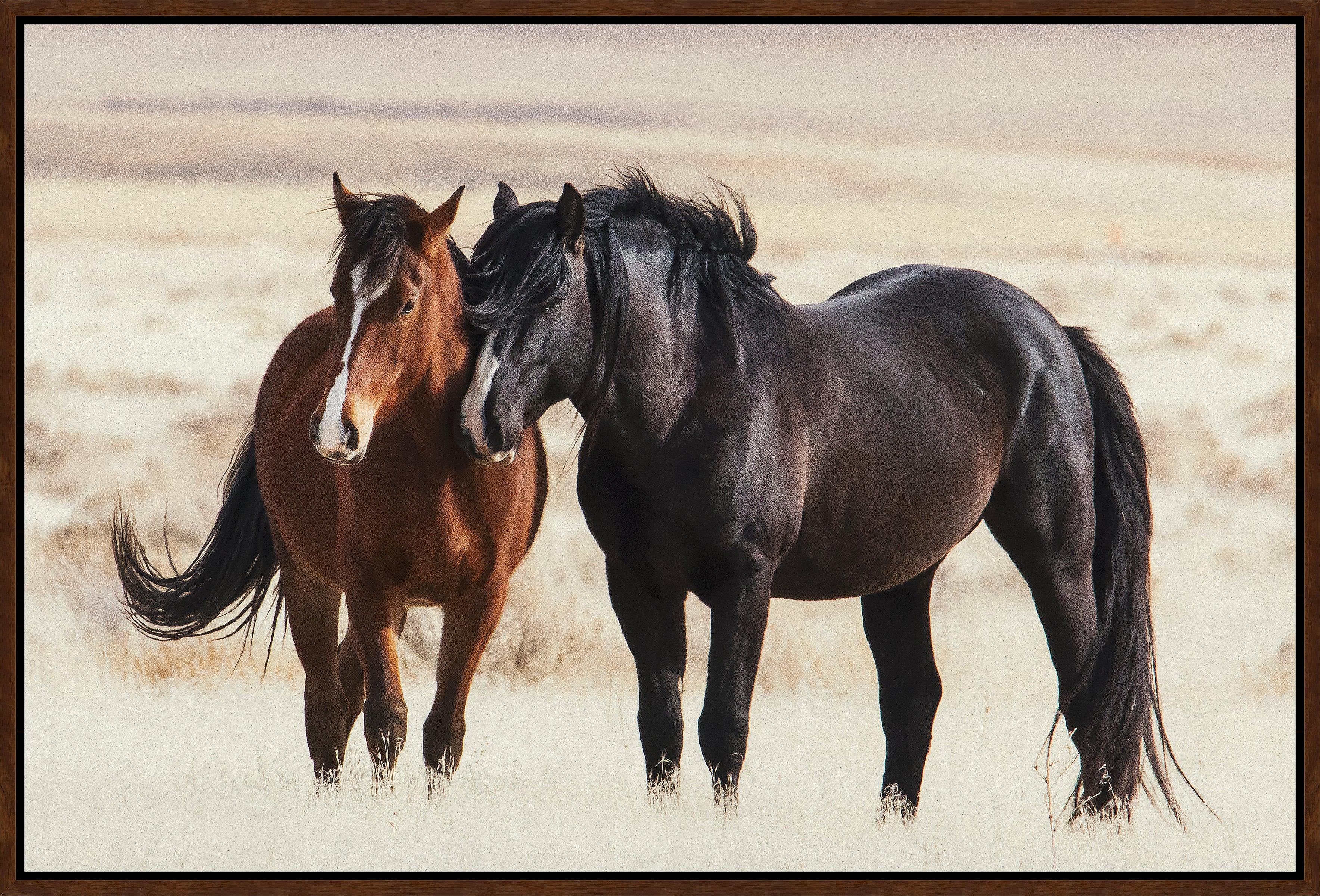 Canvas art of Two horses, one brown and one black, standing close together in a desert landscape - Your Western Decor