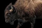 American made art - Unframed American Bison Art on black background - Your Western decor