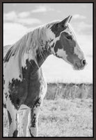 Apache paint horse with blurred prairie background - Your Western Decor