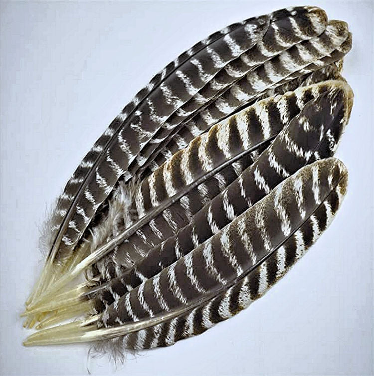 Black Barred Turkey Feathers - Your Western Decor